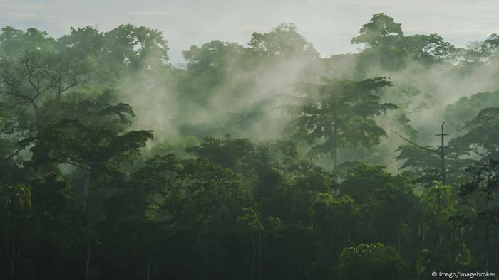 best of River tropical rain during jungle play