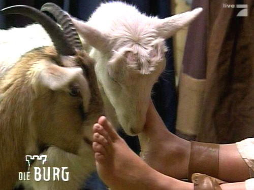 Bull reccomend burg xenia goat torture tickle