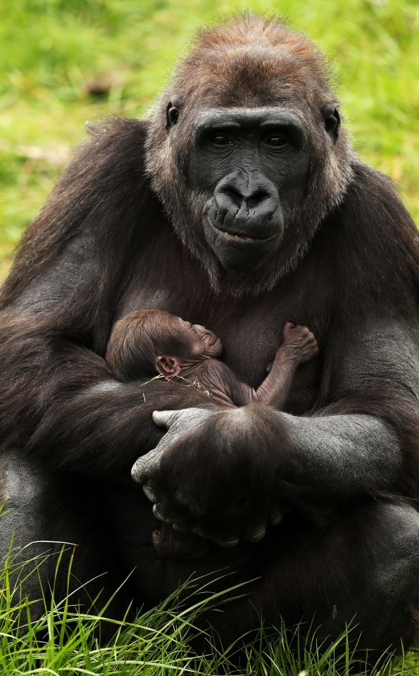 Black L. recommendet gorilla this died koko attention